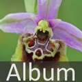 Album Orchideen <!--hidden-->